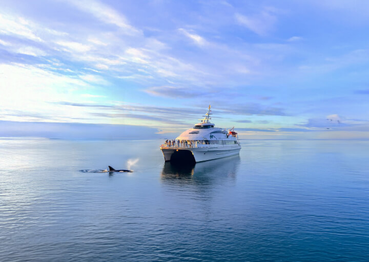 The boat MS Gabriele and an orca 