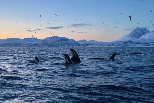 Hvalsafari fra Skjervøy - Explore 70 Degrees 