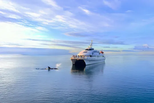 Cruise Service båten med hval ved siden av