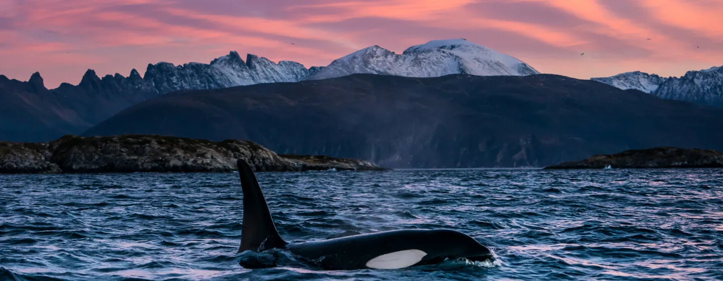 Orca in the Tromsø region