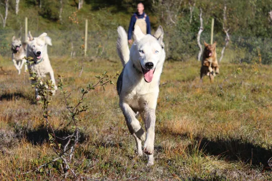 glade huskyer som løper i naturen, med en person i bakgrunnen