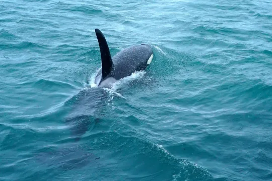 killer whale