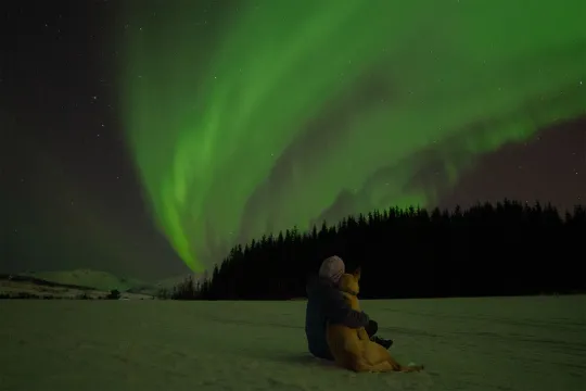 Person holder rundt en husky og ser på nordlyset