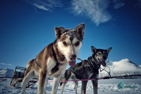 huskies
