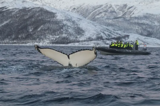 whale safari by rib