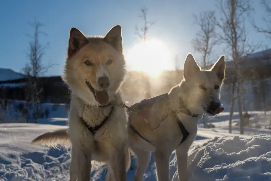 two huskies ready for dog sledding