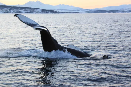 Hval dykker ned i havet utenfor Skjervøy