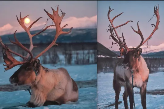 Two reindeers