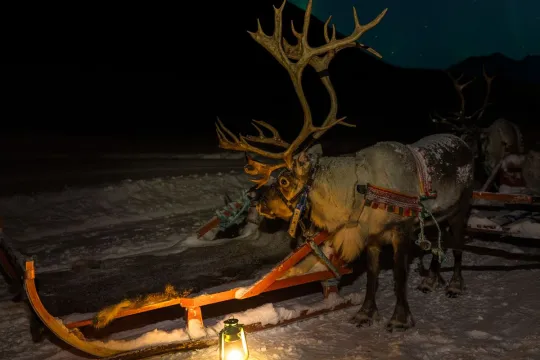 Reindeer in the evening