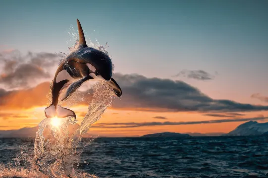 Orca jumping out of the water