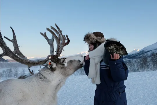 A guest feeds the reindeer