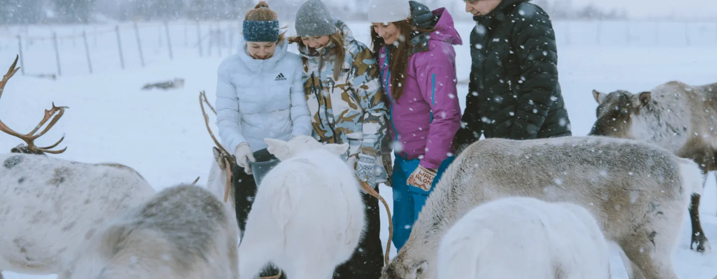 Family meeting reindeer in Tromsø