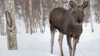 Elg om vinteren i Polar Park i Bardu