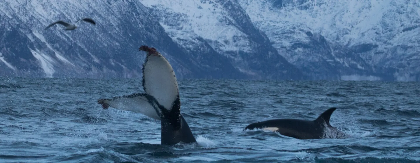 Dykking og svømming med hval i Tromsø-regionen