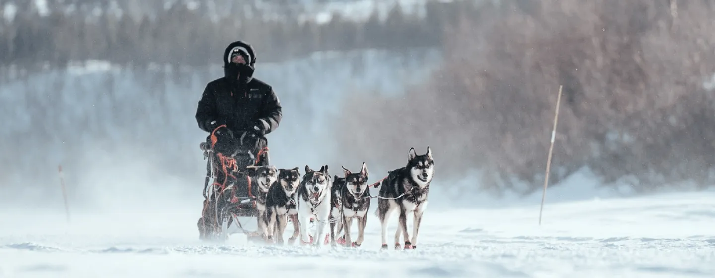 dog sledding around the Malangen